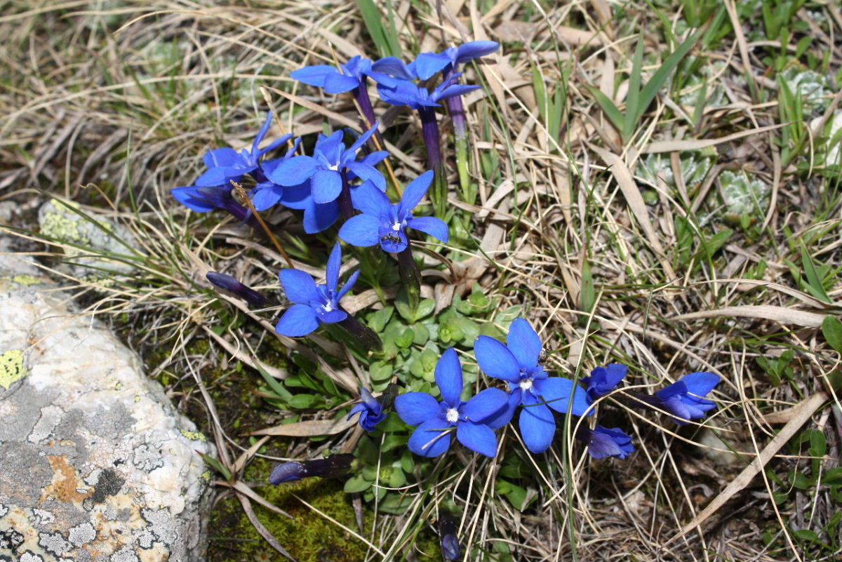 Gentiana orbicularis (=G. brachyphylla subsp. favratii) / Genziana di Favrat